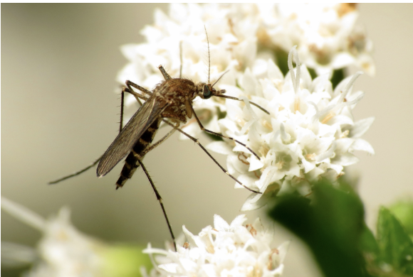 The Harms of Mosquito Spraying - Massachusetts Monthly Presentation